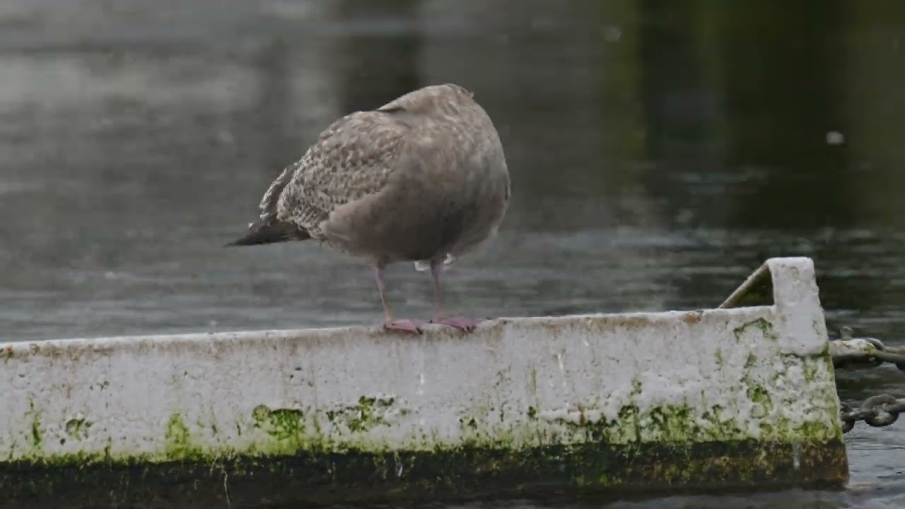 American Herring Gull Galway 24th Jan 2025