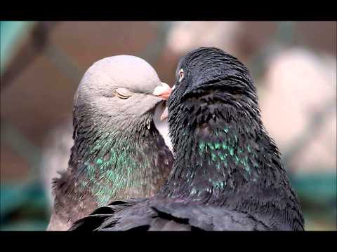 وليد الشامي مجنوني ريمكس لعيون