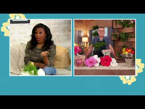 Roberta's 1-pc Honeymoon