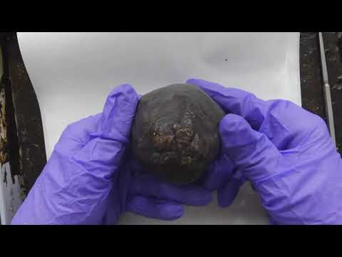 Sea Cucumber External Anatomy