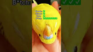 Budgie with attitude issues.🥰 #love #reels #budgie #trend #birds #budgies #bird