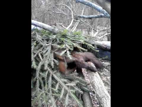 Капкан на куницу своими руками