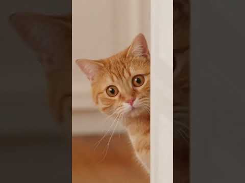 لما قطتك تفهمك غلط