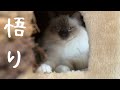 普通や当たり前に感謝【悟り】(バーマン猫)Birman/Cat