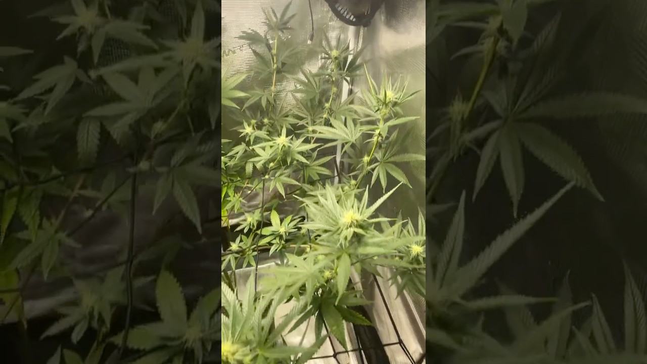 Flower Week 3 Blueberry Muffin Humboldt Seeds Co.