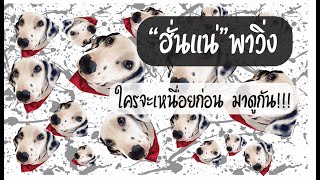 คาเฟ่หมา คาเฟ่ หมาน่ารัก  ไปวิ่งกับฮั่นแน่กันเถอะที่ Husky House screenshot 3