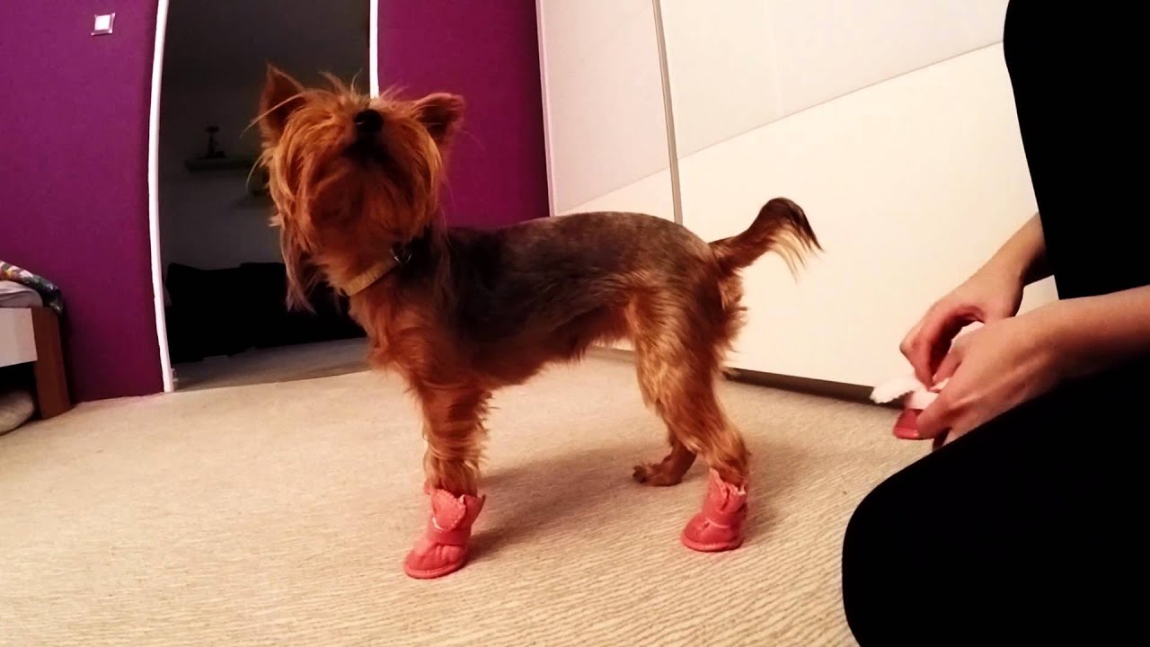 DOG SHOES YouTube