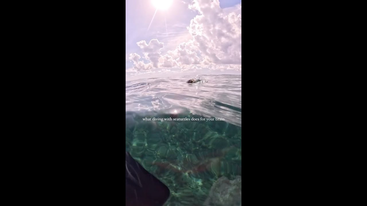 Diving With Sea Turtles
