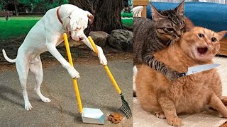 Show Us Your Baddies | HILARIOUS Naughty Pet Compilation #funny #pets #trend #trending #funnypets