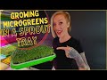 How to grow microgreens using sprouting trays  stepbystep tutorial  soilless growing