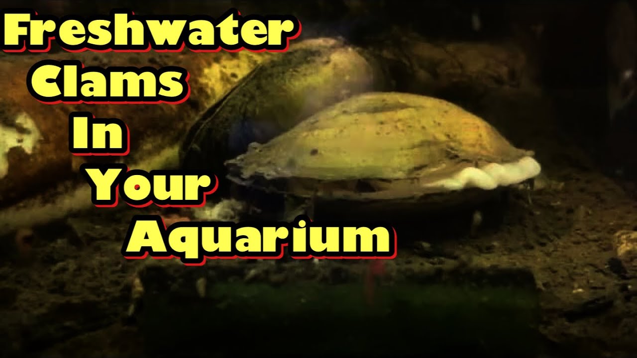Freshwater clams in your aquarium! YouTube