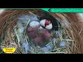 ツバメの雛が巣立つまでLIVE配信／５羽目孵化ハイライト