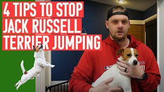 Stop Jack Russell Terrier Jumping: Preventing Jumping Behaviors With Jack Russell Terriers #jrt