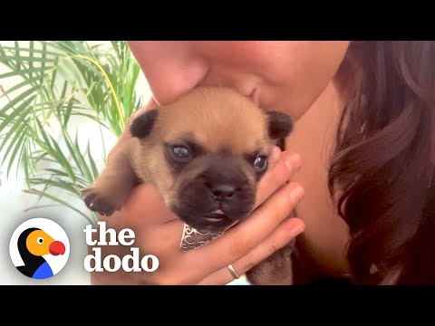 Video: Tiny Foster Puppy med en stor sundhedstilstand er den mest spændende Mutherpupper nogensinde