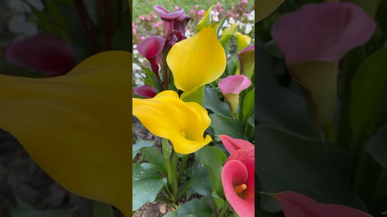 ЗОЛОТИСТАЯ КАЛЛА 