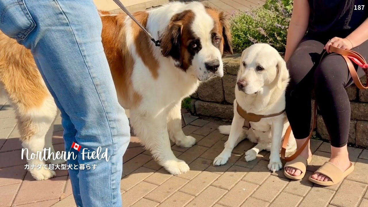 ラブラドールに嫌われた⁉︎セントバーナード｜今年も山火事の夏、カナダ
