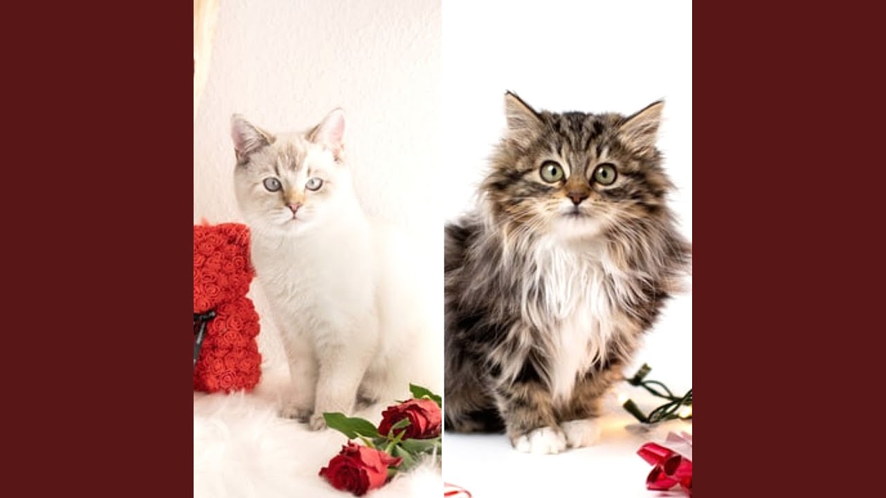 Refined Ambience for Soothing Cats