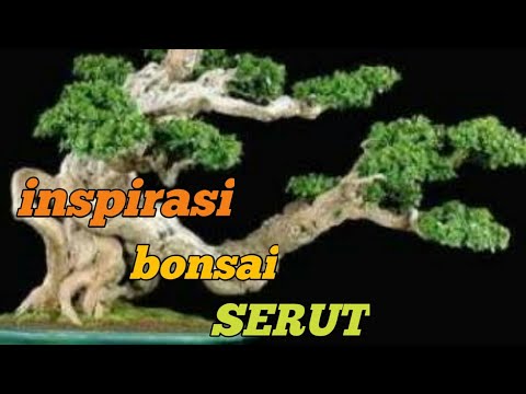 Inspirasi Bonsai Serut. Cocok bagi PEMULA dan MASTER - YouTube
