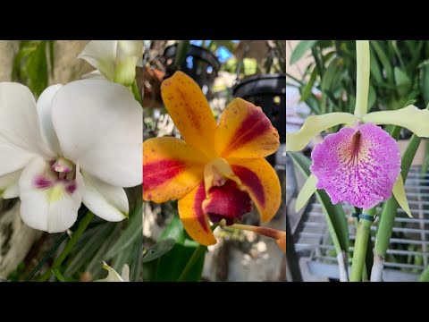 Como replantei essas três beldades 🥰