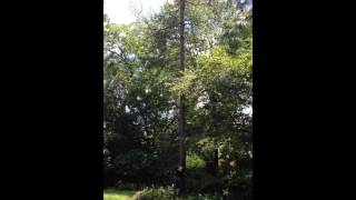 TJ's Tree Service - Cutting down a pine tree in the back yard