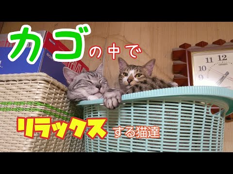 【アメ】可愛いカゴ猫【うなぎ生後８ヶ月】アメちゃんとうなぎちゃんの成長記録#52
