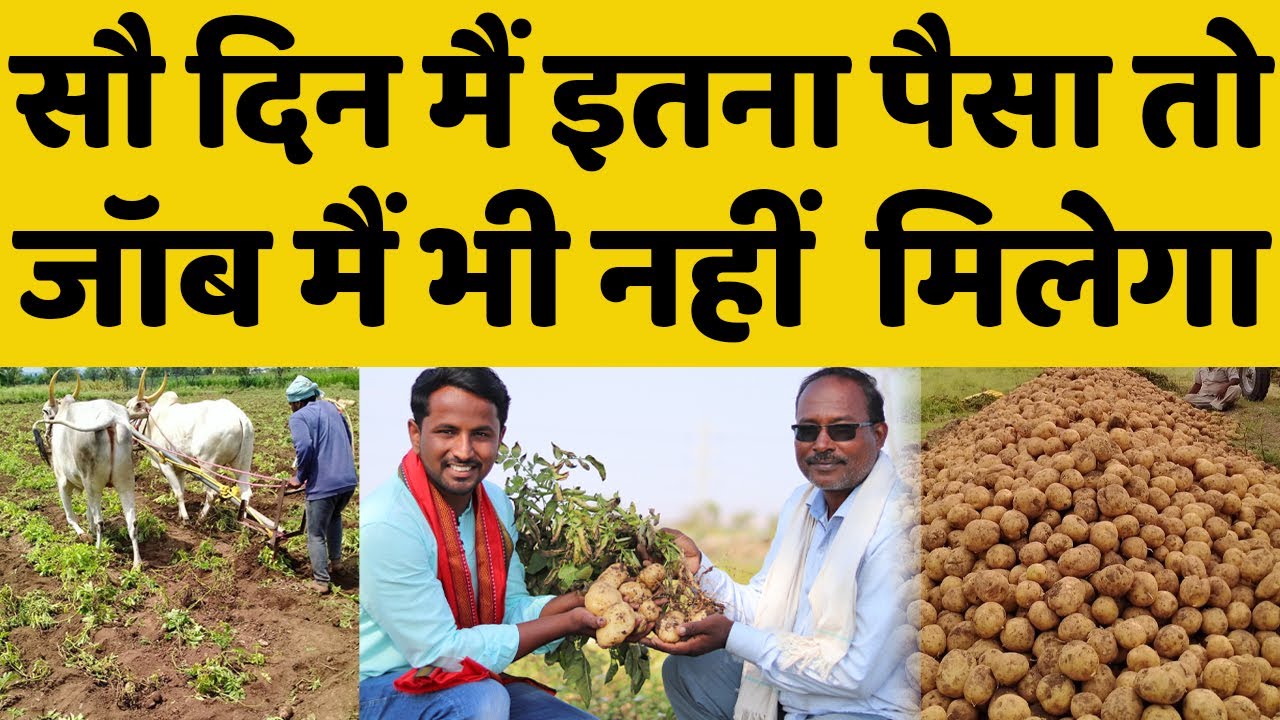 आलू की खेती कब और कैसे करें🤔🤔Potato Farming Profit | आलू खेती का खर्चा, मुनाफा, खाद, बीज और रोग