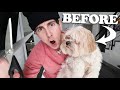 GIVING MY PUPPY A HAIRCUT!! (YIKES... I tried)