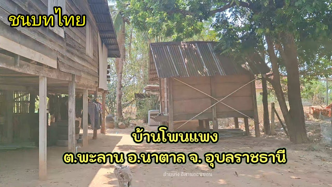 เลาะบ้านชมวิถีชีวิตคนอีสานบ้านเฮา ชนบทอีสานใต้อุบลราชธานี #ชนบทไทย