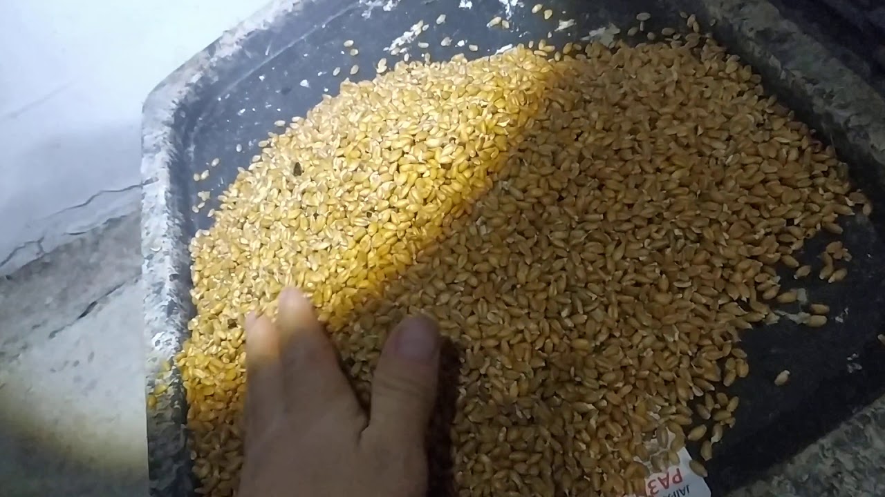 Бидай өндіруге қысқаша,  тез шолу. 👍😎