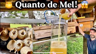 You can't imagine how much honey these Manduri beehives produced 🍯