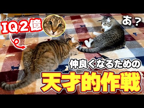 【大失敗】自分を嫌ってる猫と仲直りしたい猫が考えた仲直り作戦が天才的すぎましたwww