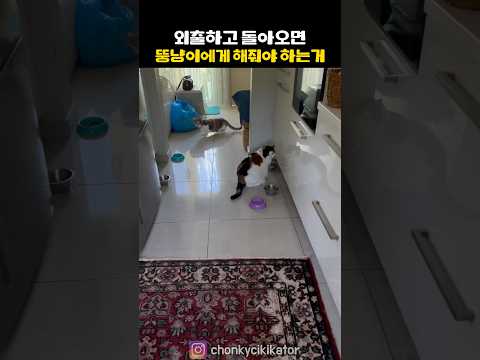 외출하고 돌아오면 뚱냥이에게 꼭 해줘야 하는 루틴#고양이 #cat thumbnail