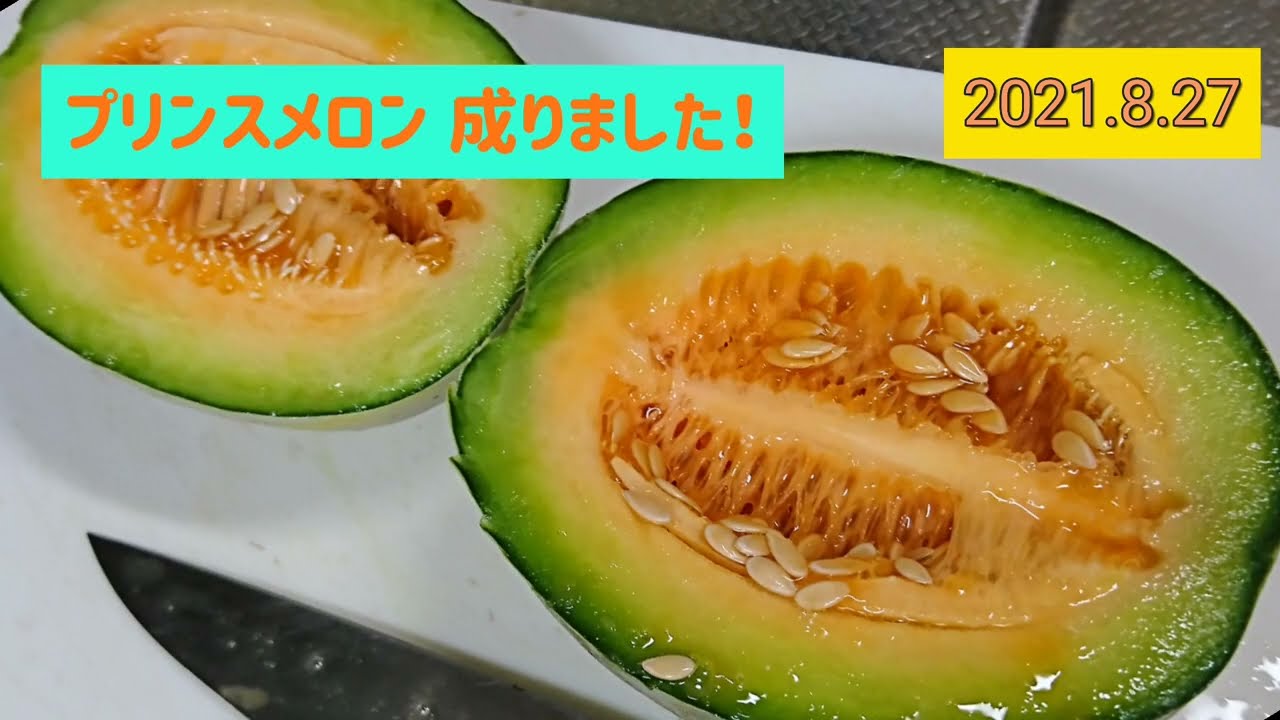 ころたん・プリンスメロン..実りました🐝              4種類食べ比べしてみました！