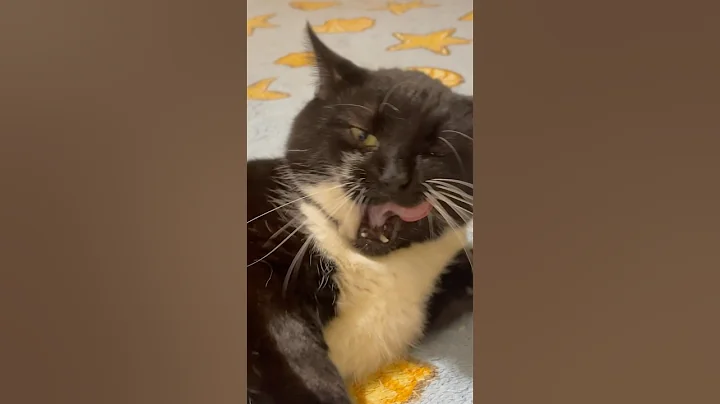 Watch the video about Funny Cat videos for relaxation Saturday. Cute Cat Cherry and cat yoga 😺