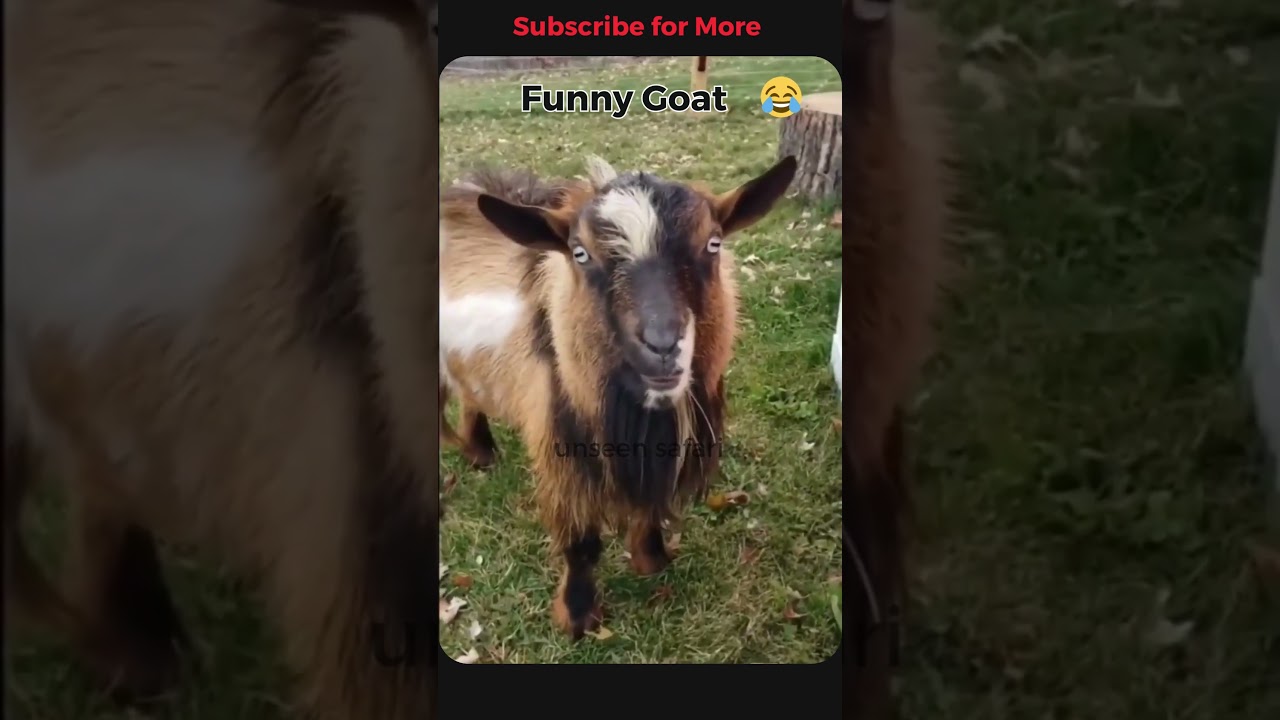 Funny Goat 🤣||Tiktok || Unseen Safari 