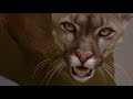 Tierra de Jaguares - ¡Ahora en alta calidad! (Parte 5/5)