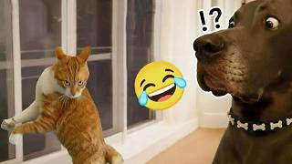 Funny Planet || When Dogs And Cats Go Into Challenge Mode | Funny Animal Videos