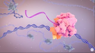 Licensing productive transcription through RNA polymerase II stability