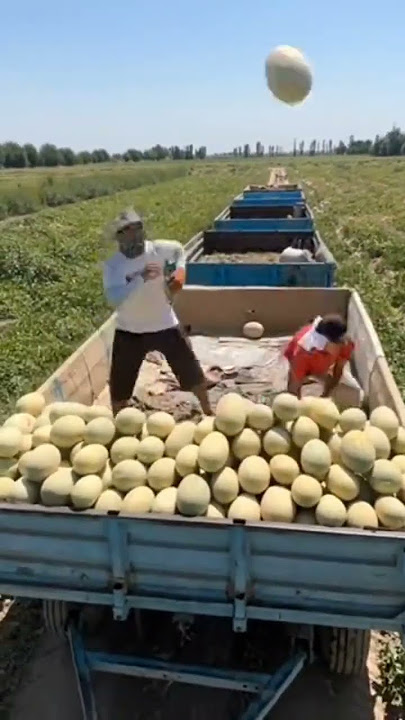 #melon #milion #rek odorkdkeiridiriridieofjidjfhjeije