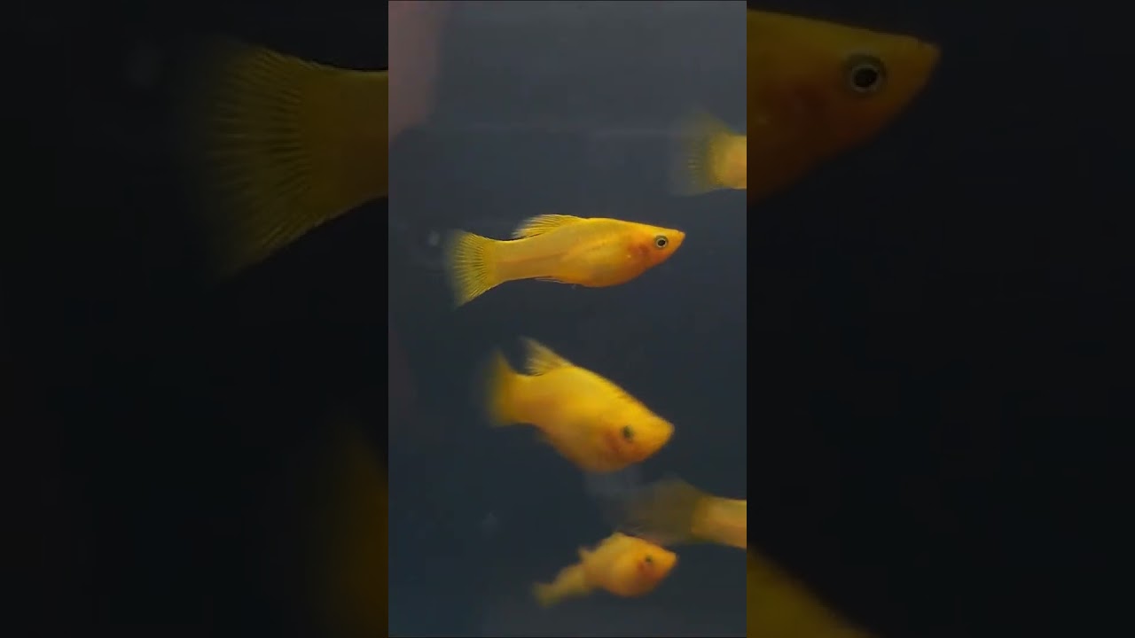 Banana Platies are Poop Machines 💩
