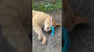 Cat With Massage  shorts youtubeshorts subscribe
