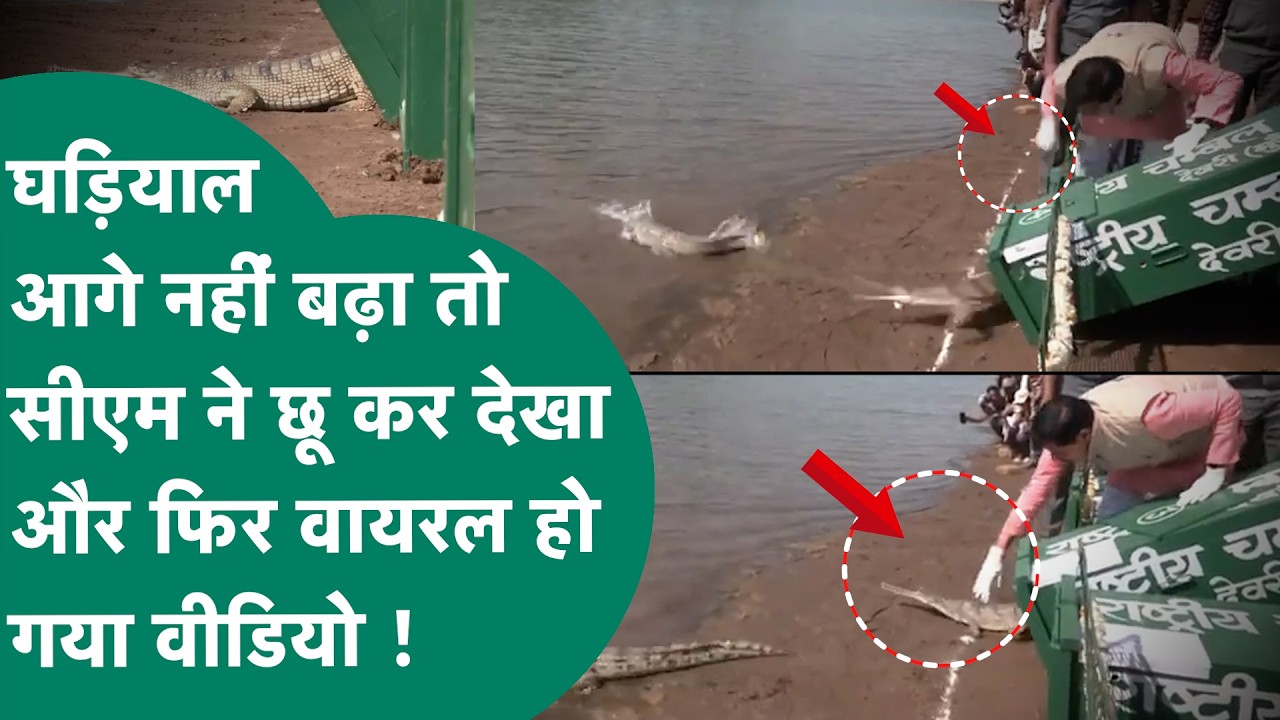 Viral Video : CM Mohan का वीडियो सोशल मीडिया पर तेजी से वायरल, सीएम के छूते ही झटपटाया घड़ियाल और.?