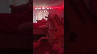 Meet shroom my first dragon puppet that I made