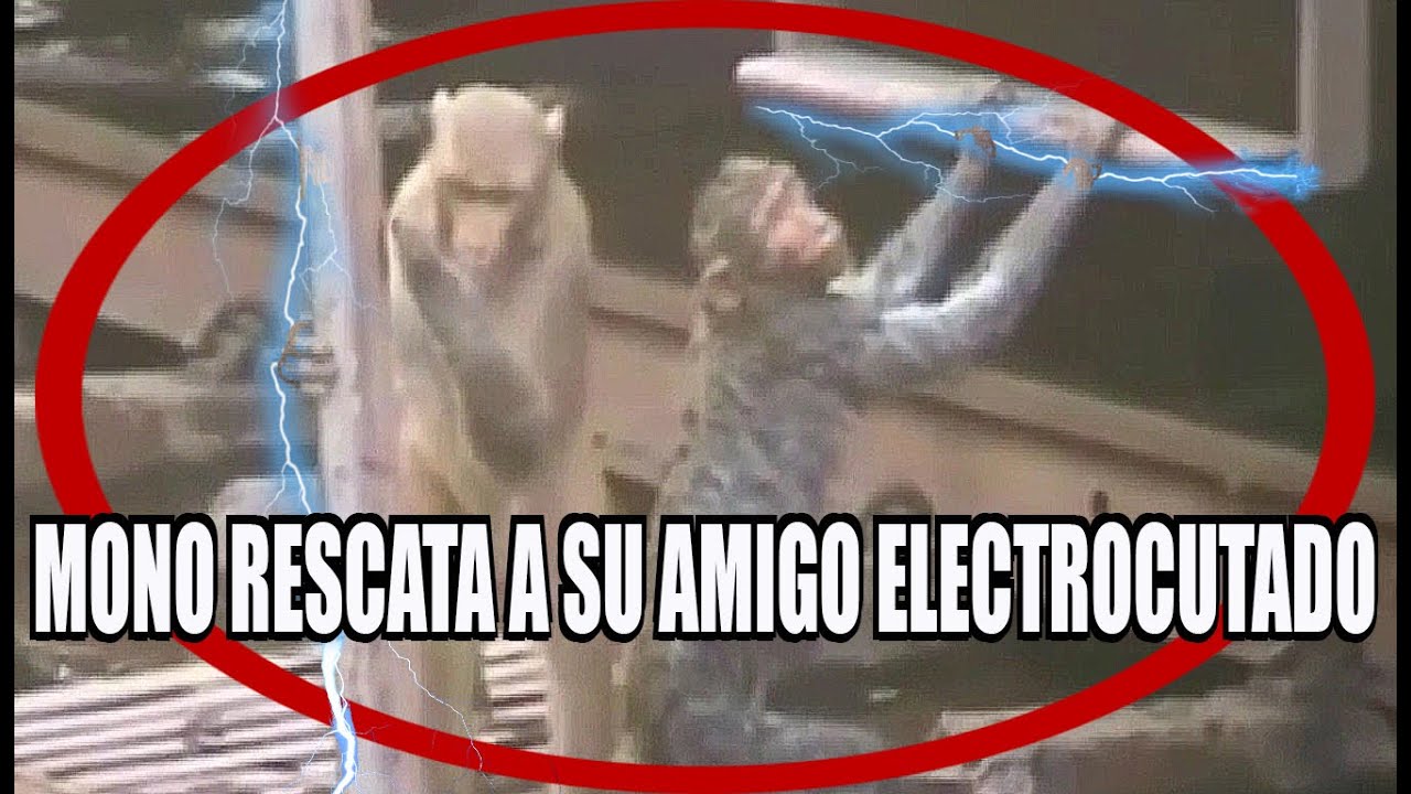 Mono Salva A Su Amigo Electrocutado.