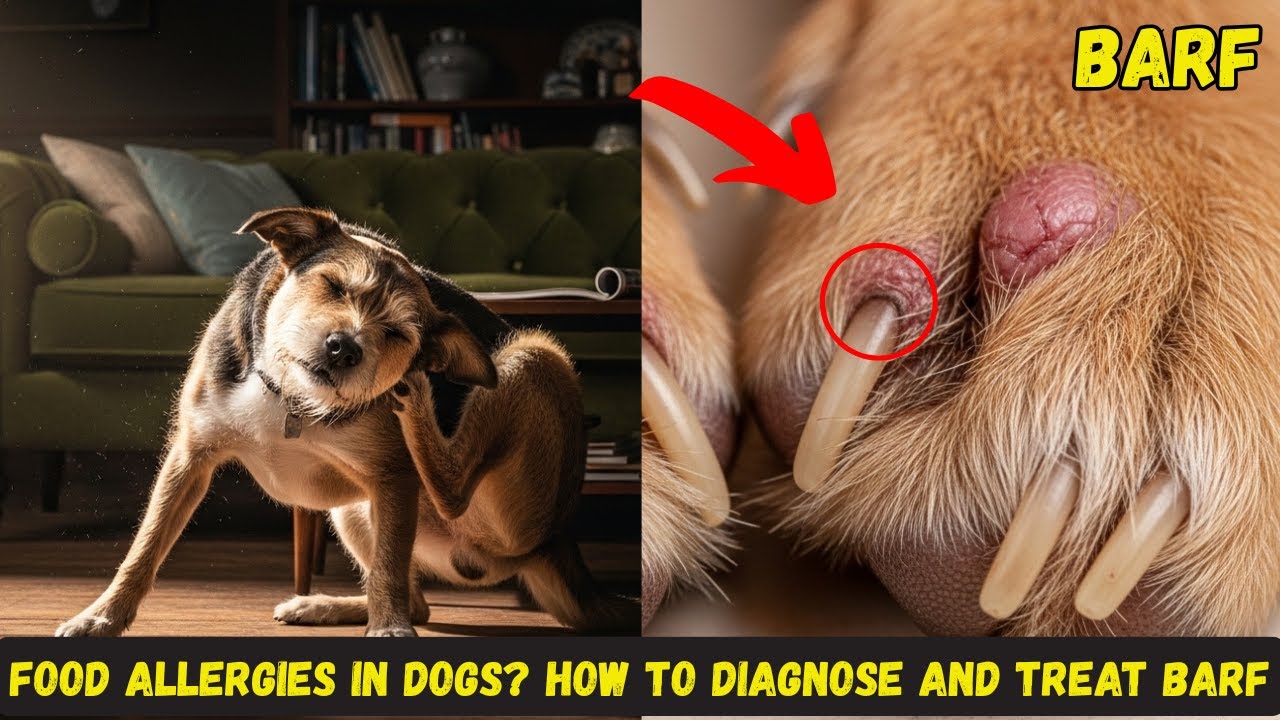Food Allergies in Dogs? How to Diagnose and Treat BARF – a Complete Step-by-Step Guide