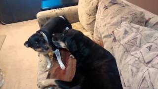 Good dogs