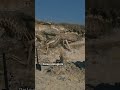 What Dinosaur Laid the Largest Eggs?
