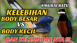PERBANDINGAN MURAI BATU BODY BESAR VS BODY KECIL