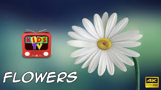 Beautiful Flowers of the World - Names of Different Types of Flowers - Kids Tv
