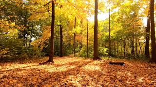 Nature screenshot 4